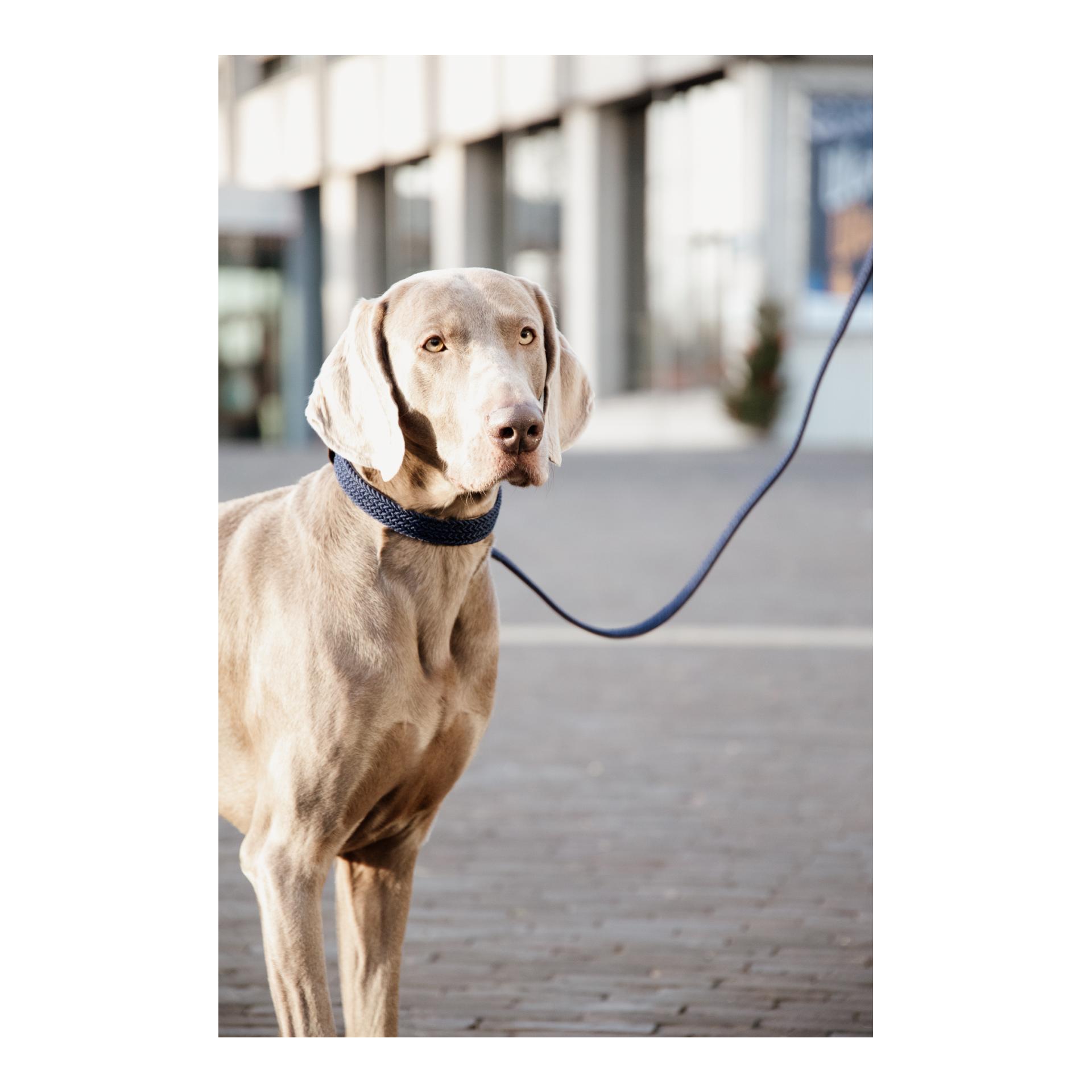 Kentucky Dogwear Laisse pour chien tressée en nylon - bleu marine