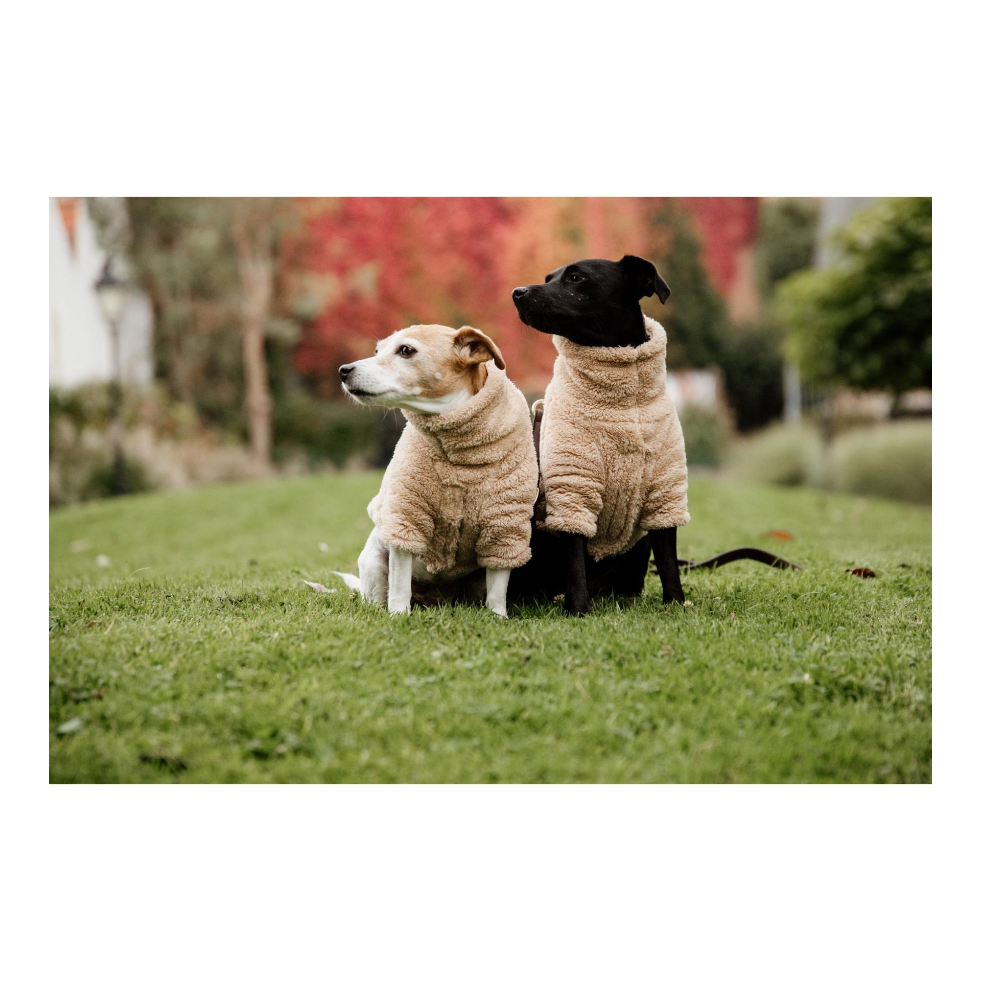 Kentucky Dogwear Pull pour chien Teddy Fleece - beige