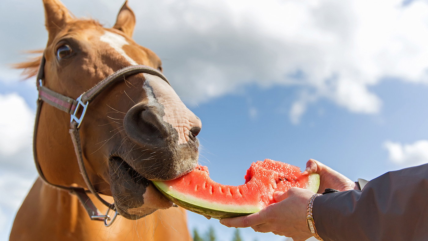 Diese-Sommerfrüchte-darf-dein-Pferd-fressen-Beitragsbild
