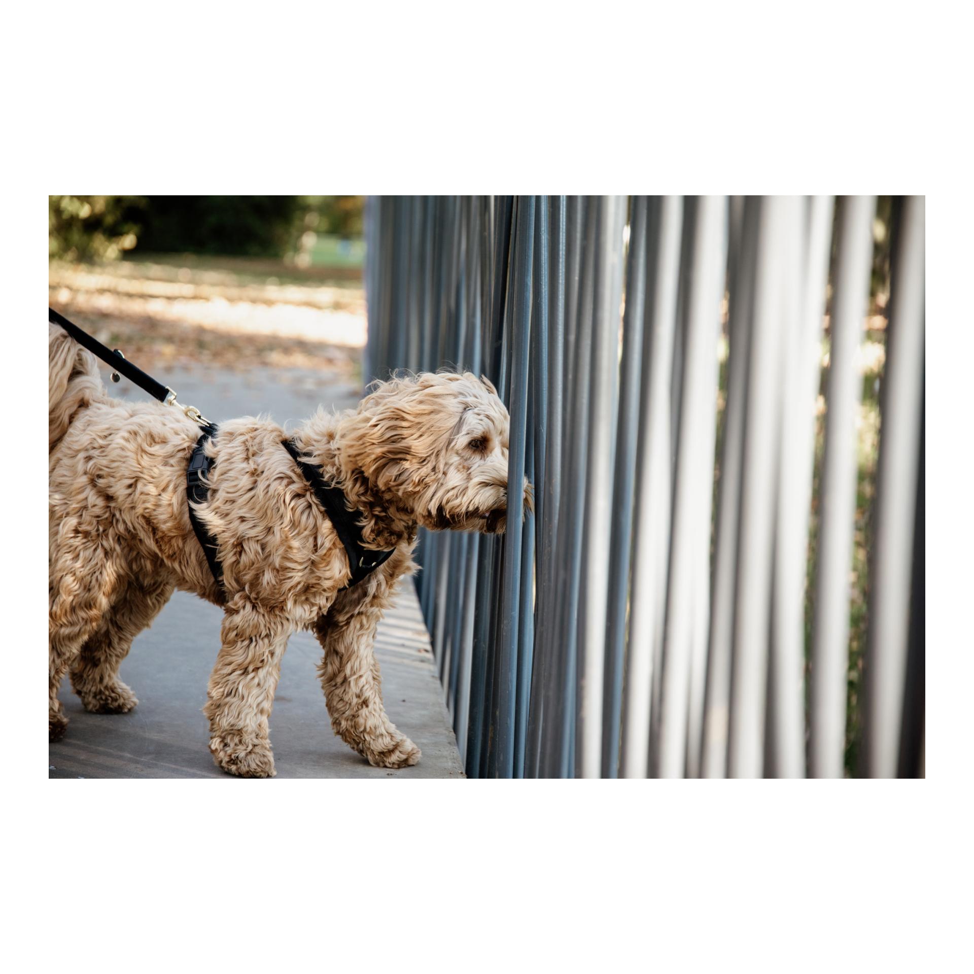 Kentucky Dogwear Harnais pour chien Active Velvet