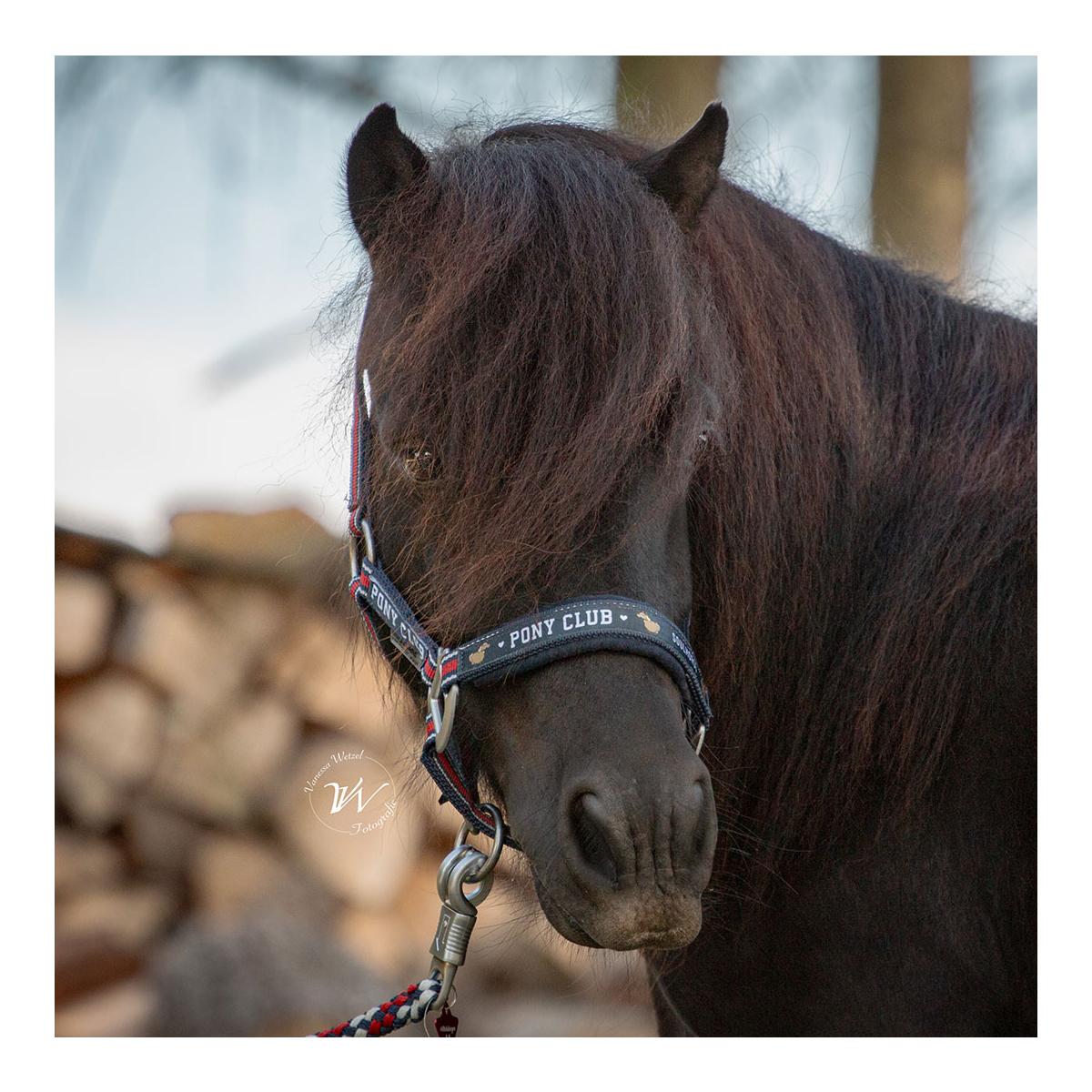 Soulhorse Halfter Dual Alu "Pony Club"