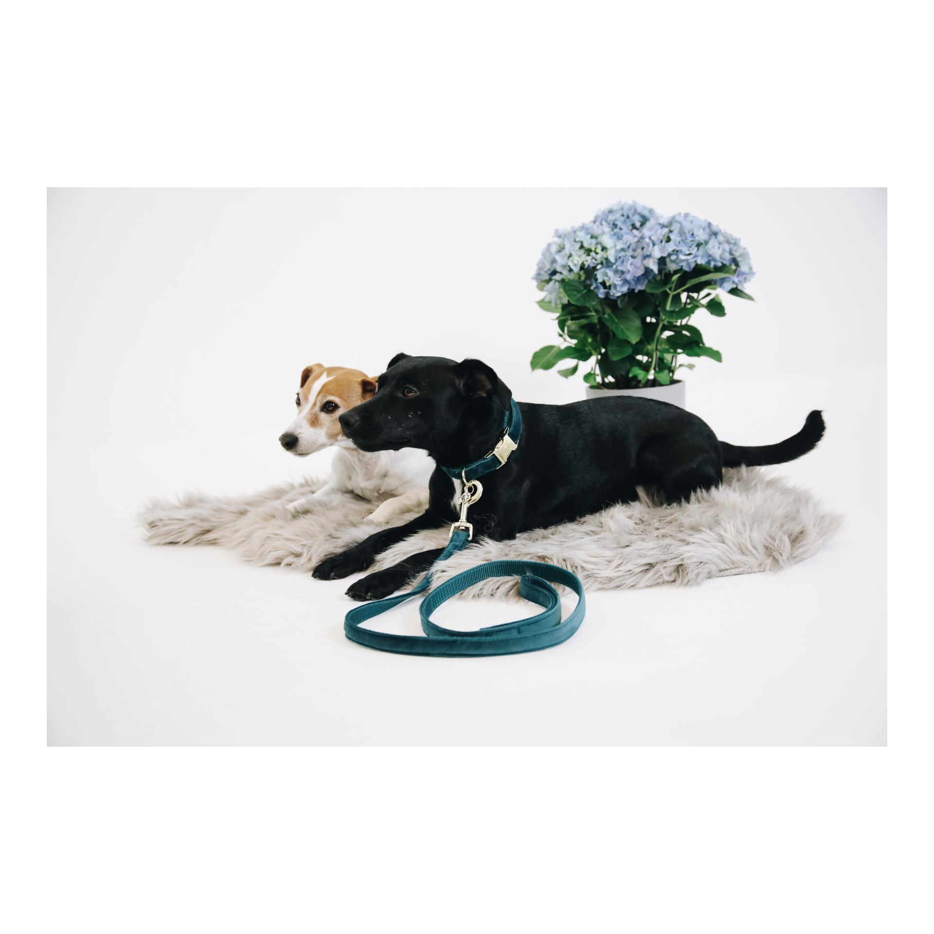 Kentucky Dogwear Hundeleine Velvet - emerald