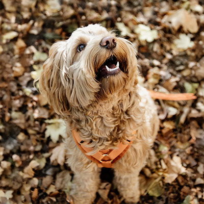 RS-Thema-Hundewelt
