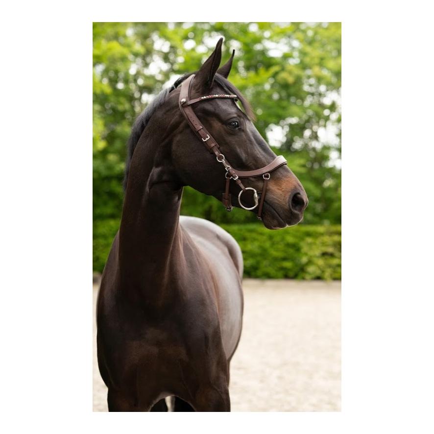 PresTeq Bride FaySport – brun