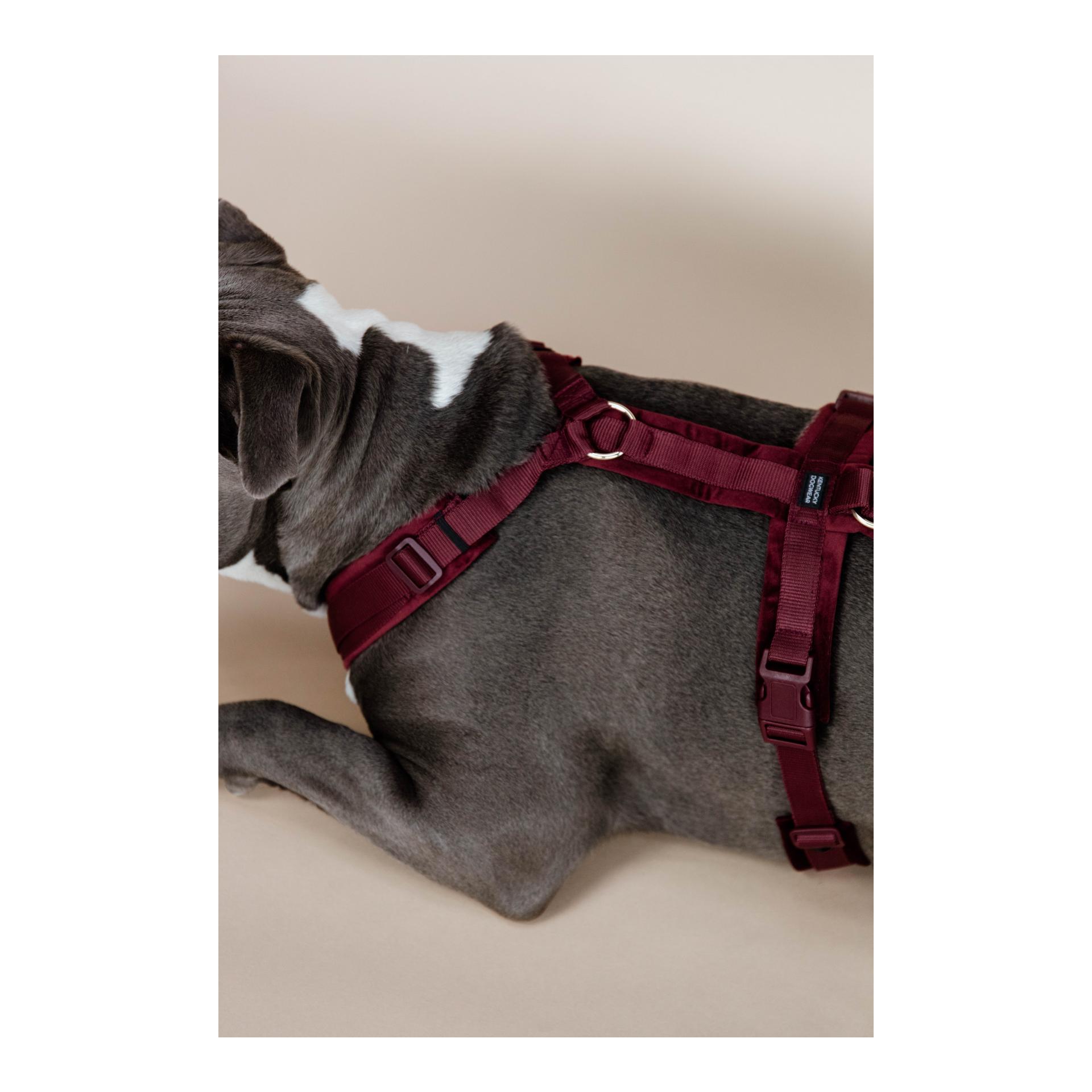 Kentucky Dogwear Harnais pour chien actif velours