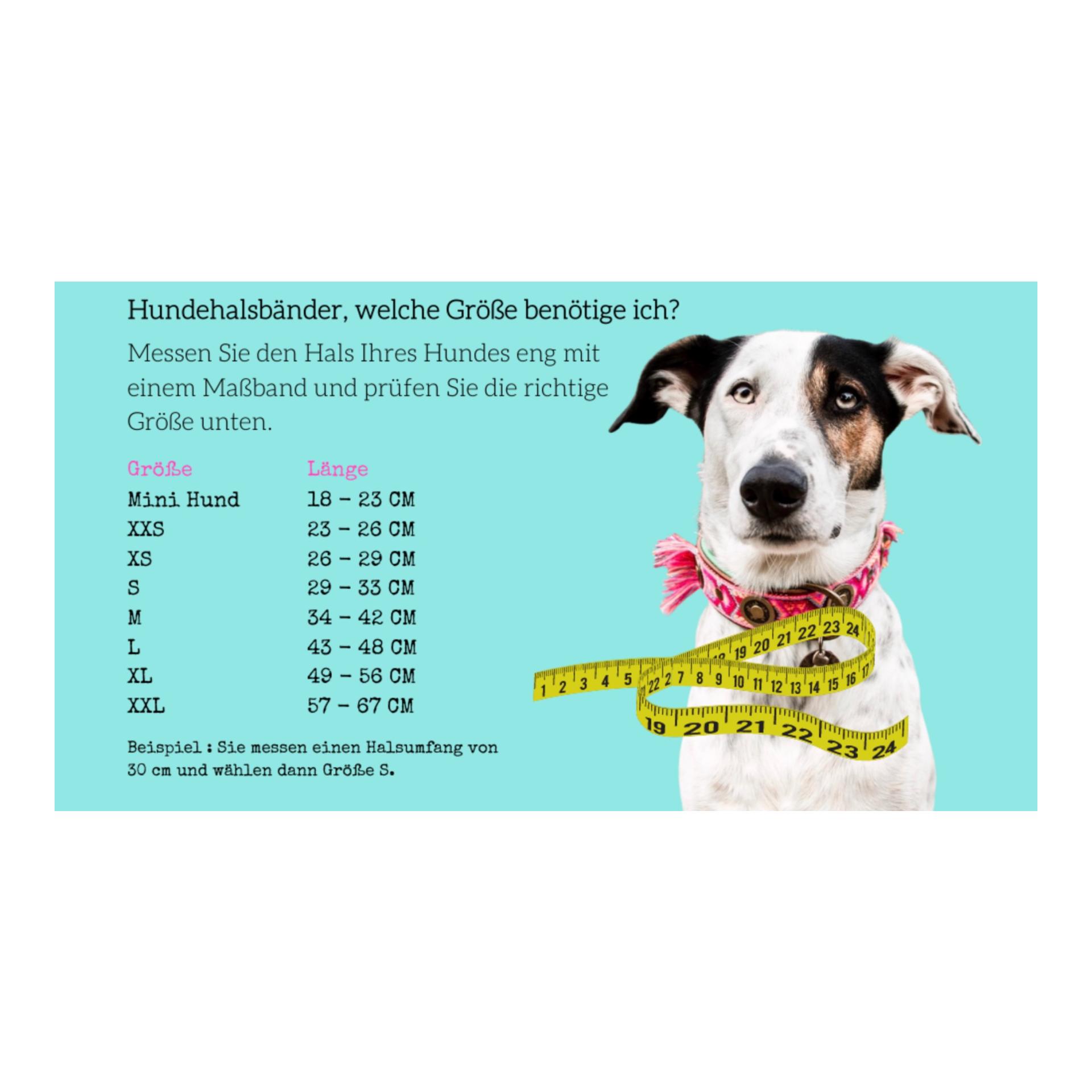 Jessy Hundehalsband