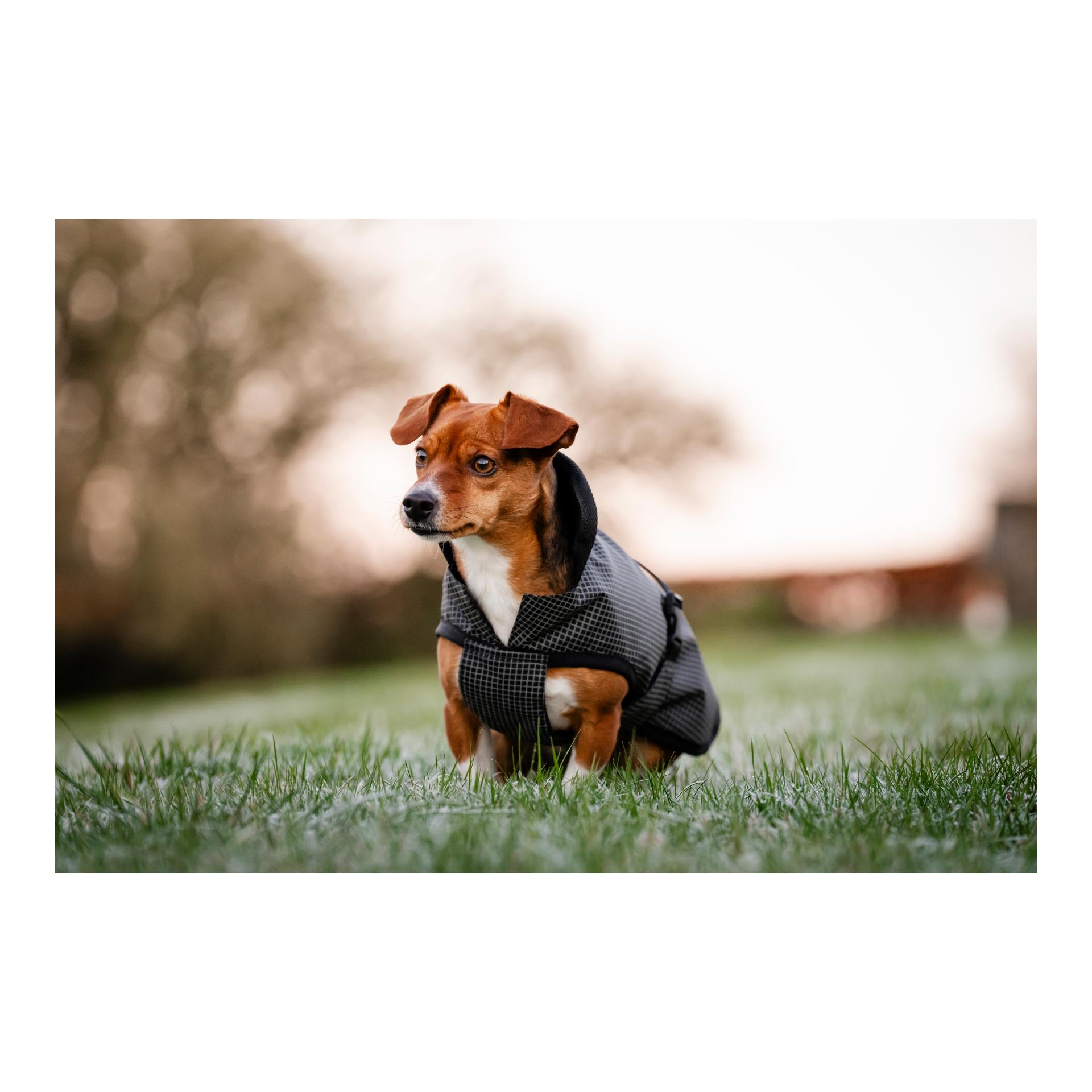 Bucas Hundedecke Refelctglow