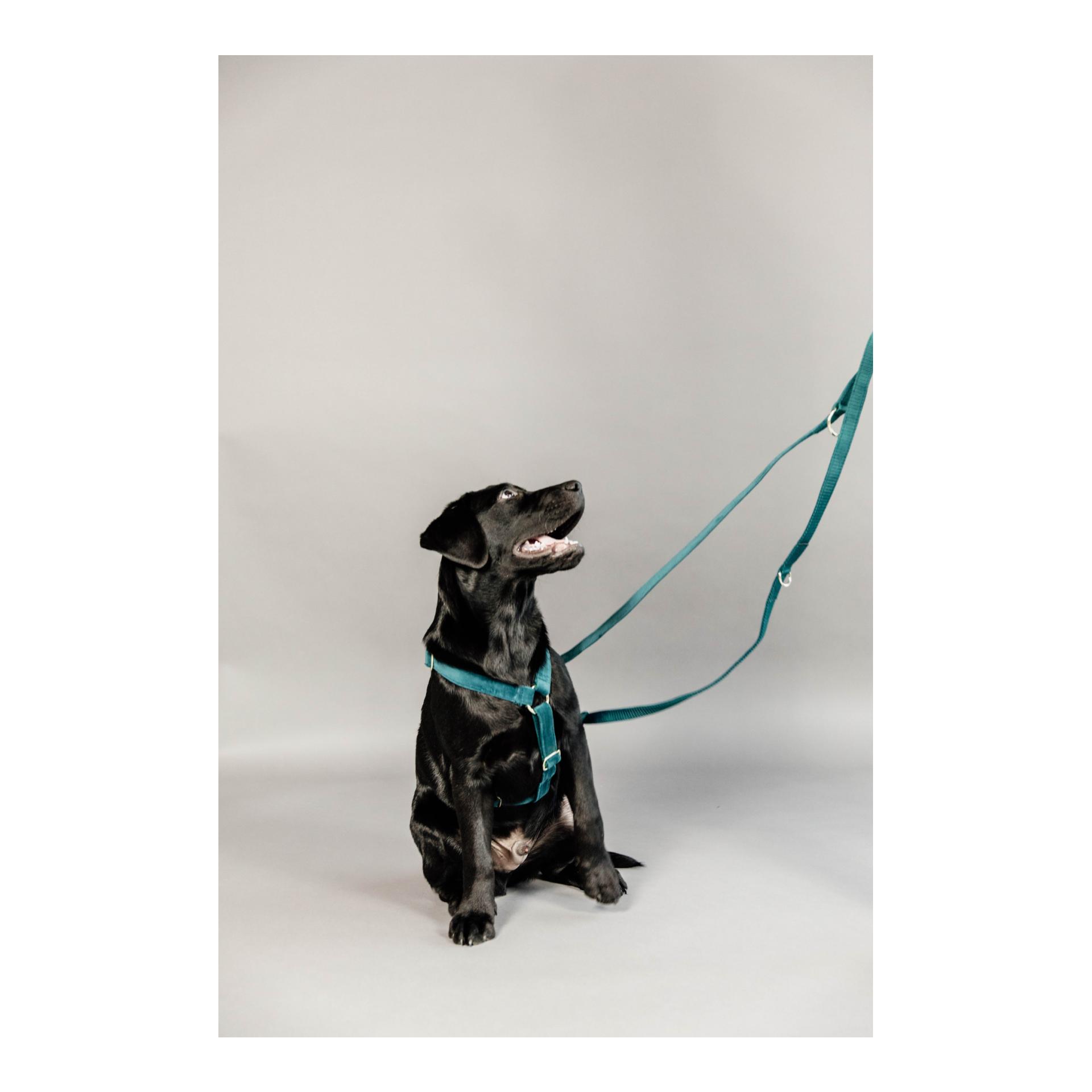 Kentucky Dogwear Hundeleine Velvet - emerald